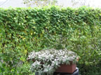 IMG_0295.jpg (101kb)