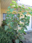 IMG_0336.jpg (69kb)