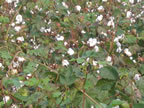 IMG_0345.jpg (70kb)